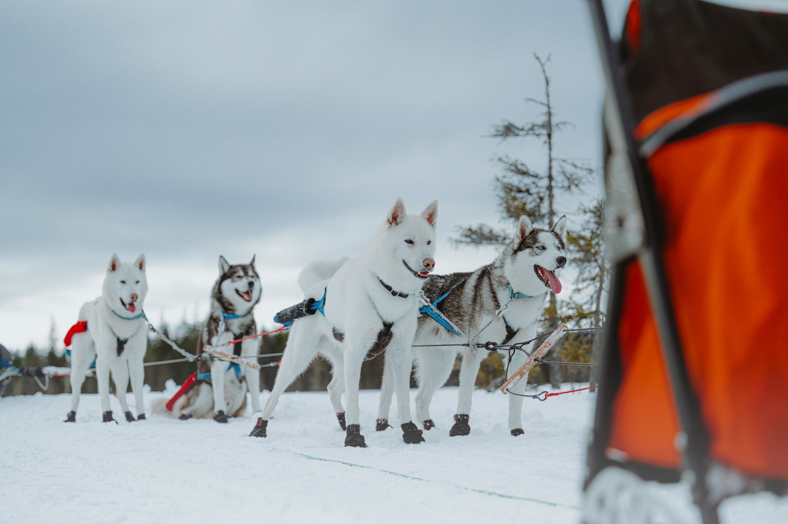 The Test of Time in the Heart of Lapland